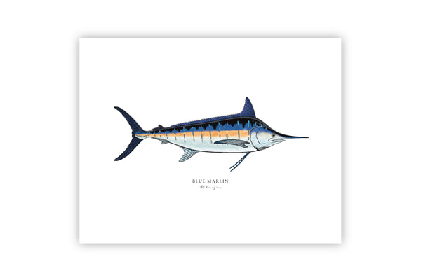 Blue Marlin II Color Fine Art Print
