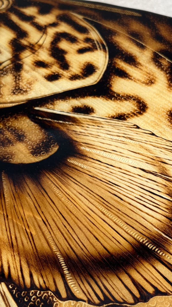 Gag Grouper 41” || Original Woodburned Fish Artwork