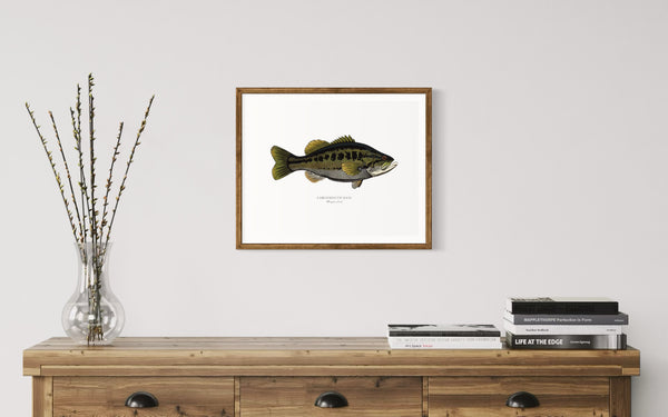 Largemouth Bass II Color Fine Art Print