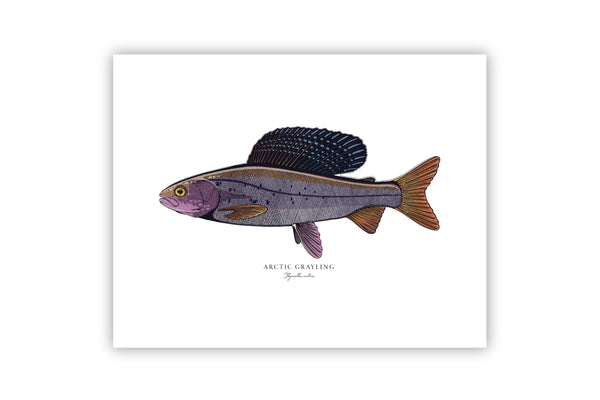 Arctic Grayling II Color Fine Art Print