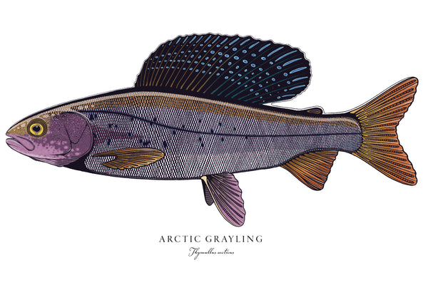Arctic Grayling II Color Fine Art Print