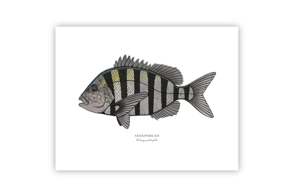 Sheepshead II Color Fish Print