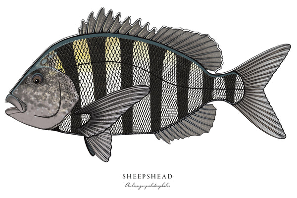 Sheepshead II Color Fish Print