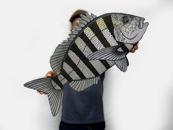 Sheepshead Wall Art Fish Fine Art