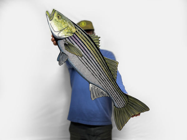 Striped Bass Wallart Rockfish Drawing