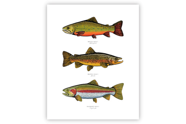 Triple Trout II Color Fine Art Print