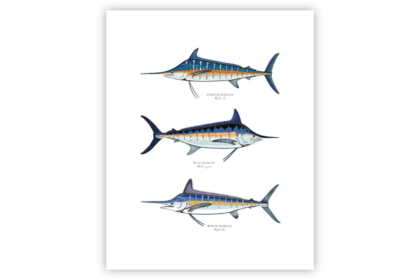 Marlin Slam II Color Fine Art Print
