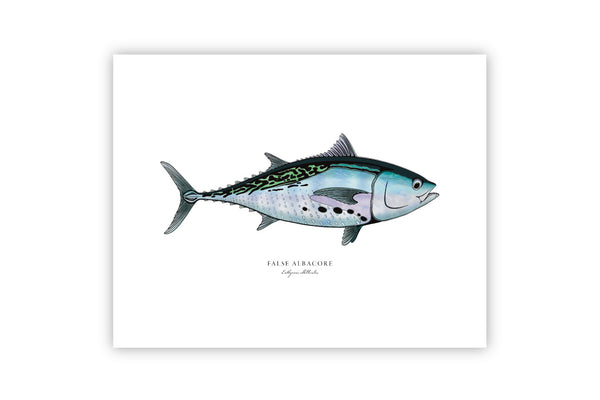 False Albacore II Color Fine Art Print