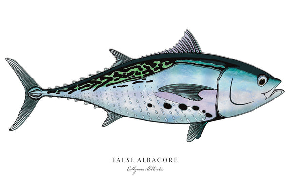 False Albacore II Color Fine Art Print