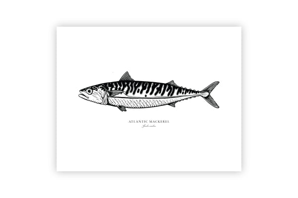 Atlantic Mackerel II Black and White Fine Art Print