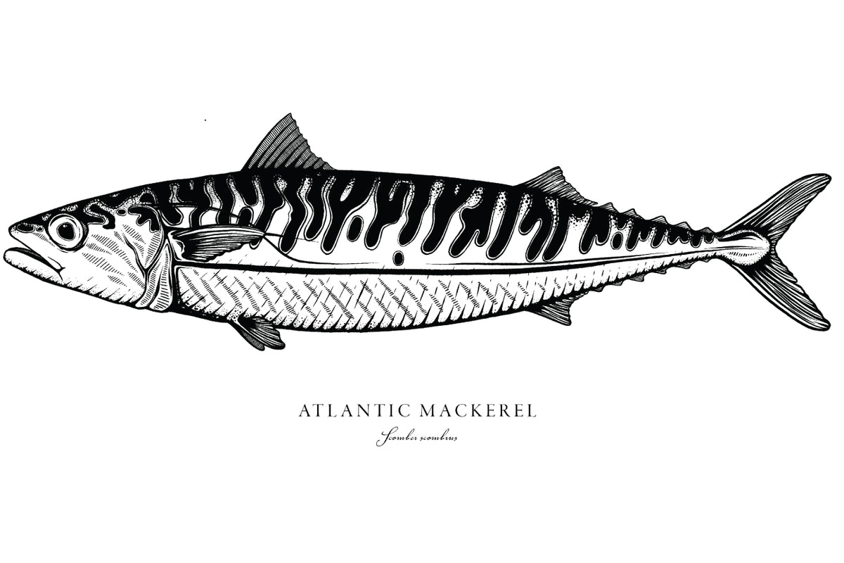 Atlantic Mackerel Bold Coast Burns