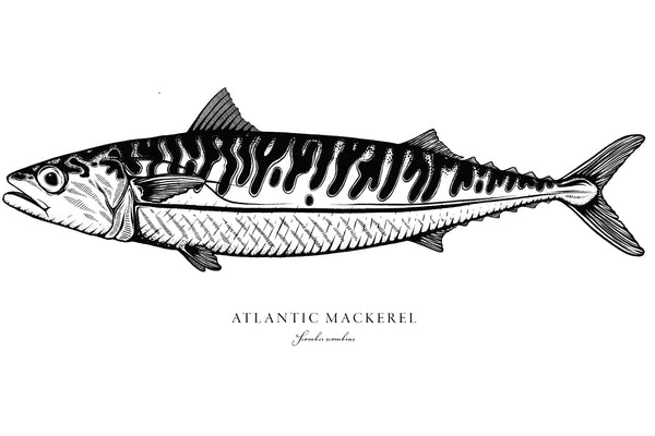 Atlantic Mackerel II Black and White Fine Art Print