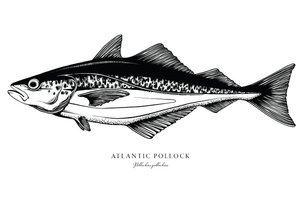 Atlantic Pollock II Black and White Fine Art Print