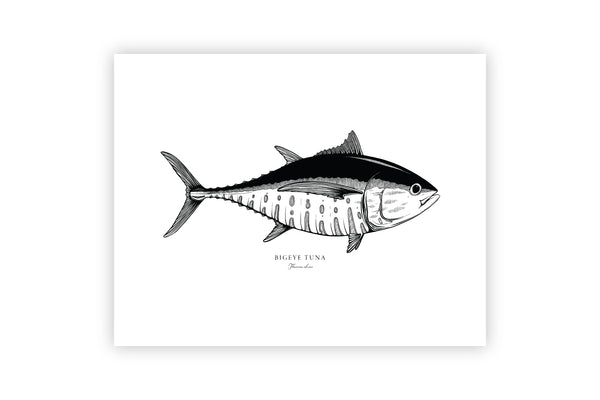 Bigeye Tuna II Black and White Fine Art Print