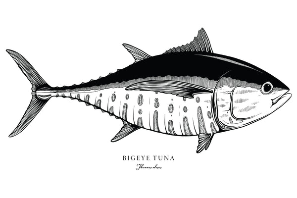 Bigeye Tuna II Black and White Fine Art Print