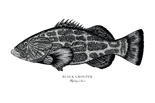 Black Grouper II Black and White Fine Art Print
