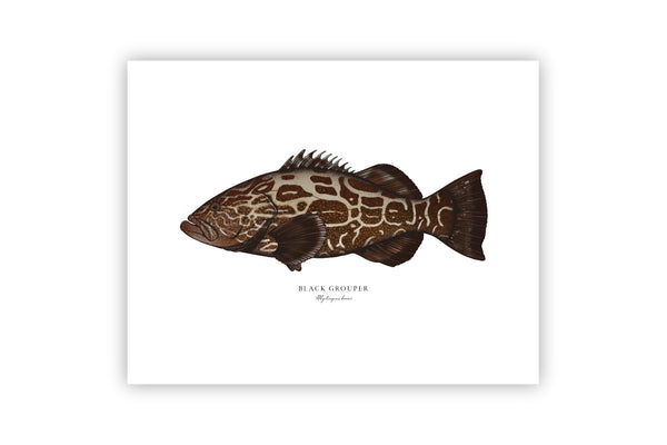 Black Grouper II Color Fine Art Print