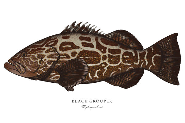 Black Grouper II Color Fine Art Print