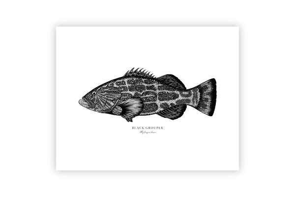 Black Grouper II Black and White Fine Art Print