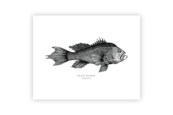 Black Sea Bass II Black and White fine Art Print