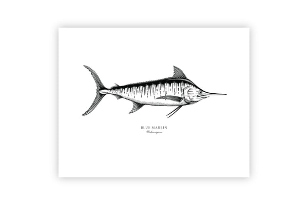 Blue Marlin II Black and White Fine Art Print