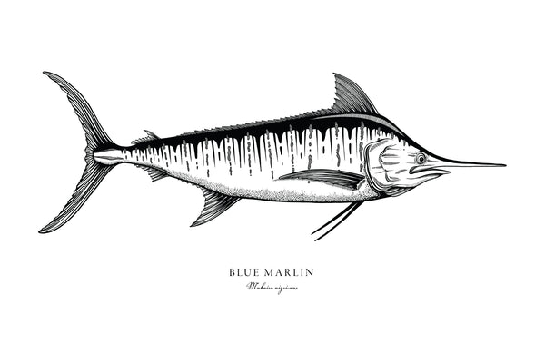 Blue Marlin II Black and White Fine Art Print