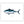 Load image into Gallery viewer, Bluefin Tuna
