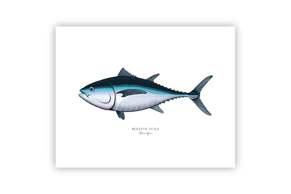 Bluefin Tuna II Color Fine Art Print