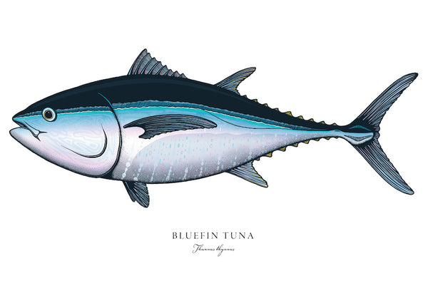 Bluefin Tuna II Color Fine Art Print