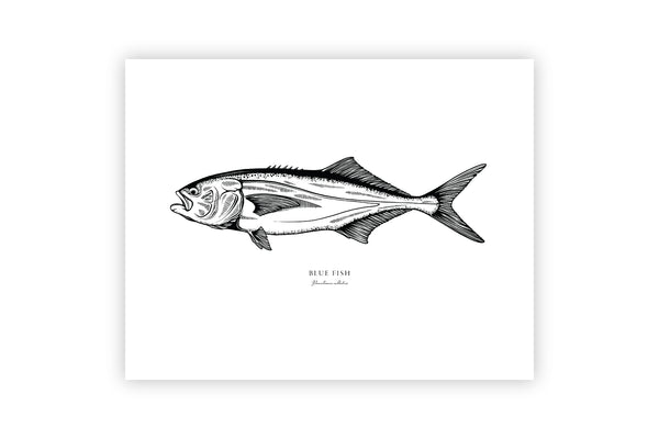 Bluefish II Black and White Fine Art Print