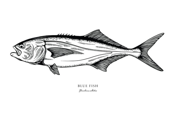Bluefish II Black and White Fine Art Print