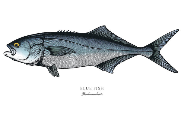 Bluefish II Color Fine Art Print