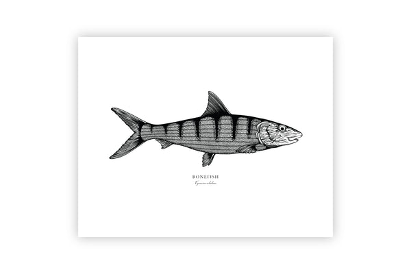 Bonefish II Black and White Fine Art Print