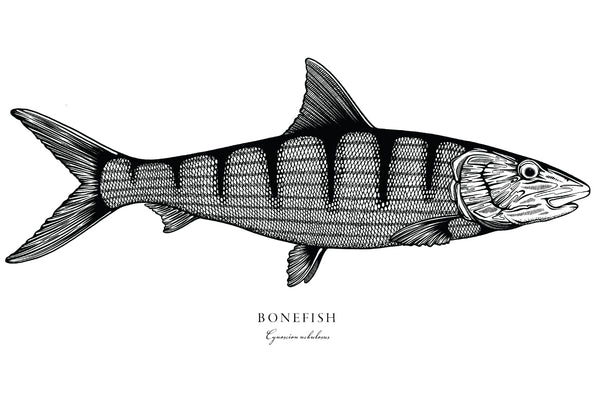 Bonefish II Black and White Fine Art Print