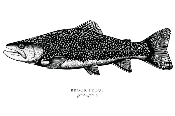 Brook Trout II Black and White Fine Art Print