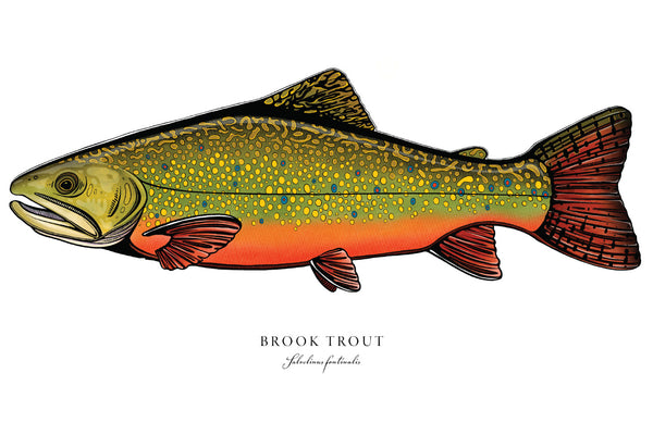 Brook Trout II Color Fine Art Print