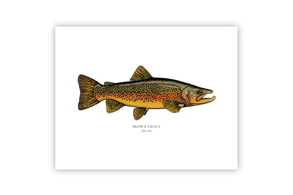 Brown Trout II Color Fine Art Print