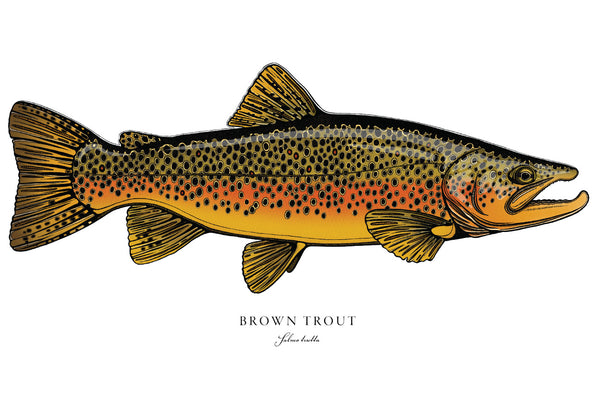 Brown Trout II Color Fine Art Print