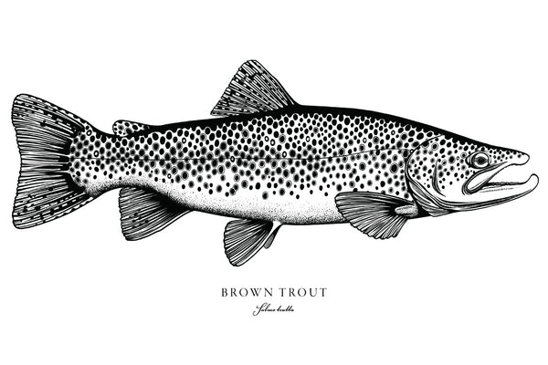 Brown Trout II Black and White Fine Art Print