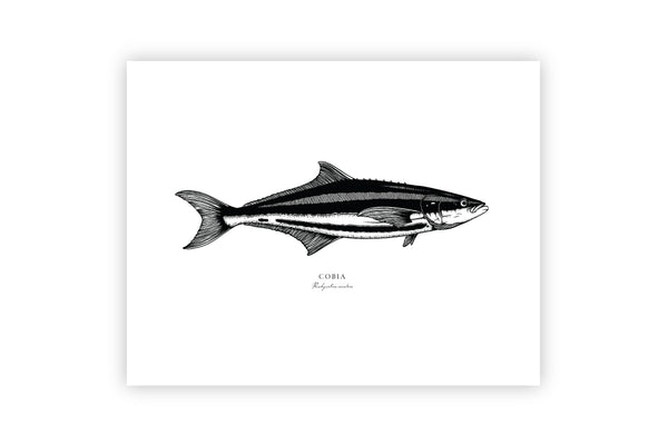 Cobia II Black and White Fine Art Print