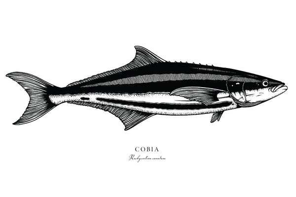 Cobia II Black and White Fine Art Print