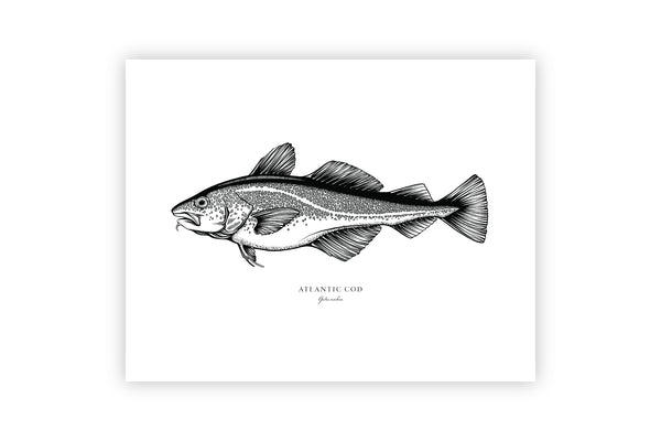 Atlantic Cod II Black and White Fine Art Print