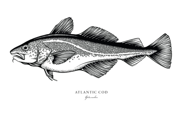 Atlantic Cod II Black and White Fine Art Print