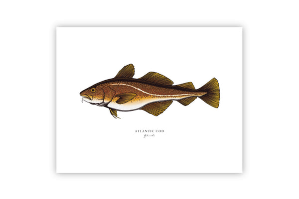 Atlantic Cod II Color Fine Art Print