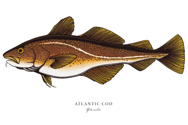 Atlantic Cod II Color Fine Art Print