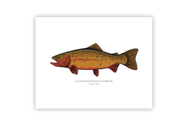 Colorado River Cutthroat II Color Fine Art Print