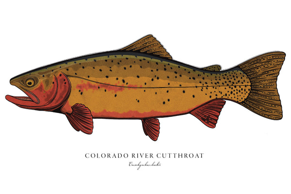 Colorado River Cutthroat II Color Fine Art Print