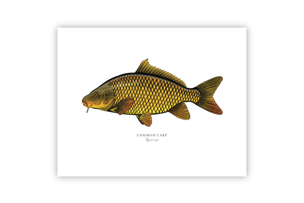 Common Carp II Color Fine Art Print
