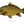 Load image into Gallery viewer, Common Carp II Color Fine Art Print