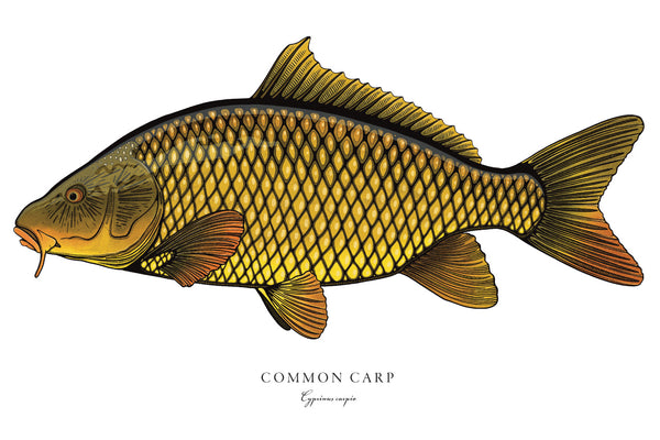 Common Carp II Color Fine Art Print